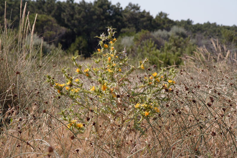Scolymus hispanicus / Cardogna comune